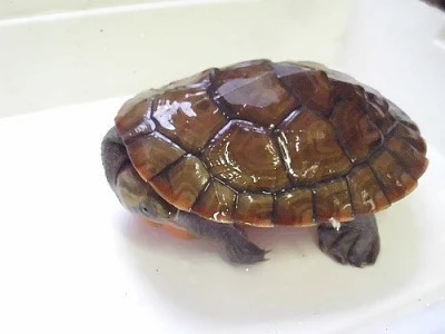 dlouhokrčka červenobřichá