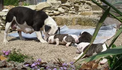 Buldok- Ollde Bulldogge