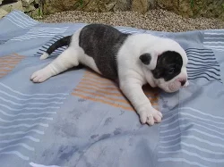 Buldok- Ollde Bulldogge