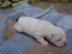 Buldok- Ollde Bulldogge