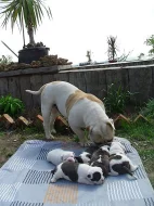 Buldok- Ollde Bulldogge