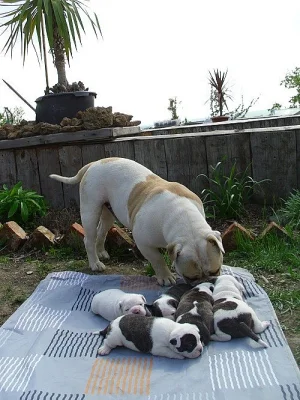 Buldok- Ollde Bulldogge
