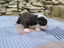Buldok- Ollde Bulldogge