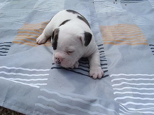 Buldok- Ollde Bulldogge
