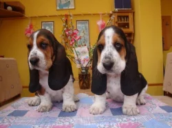 Basset hound, Basset, Baset