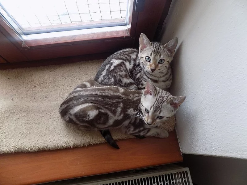 Bengálské kočičky