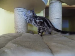 Bengálské kočičky