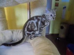 Bengálské kočičky