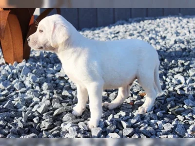 Labradorský retriever