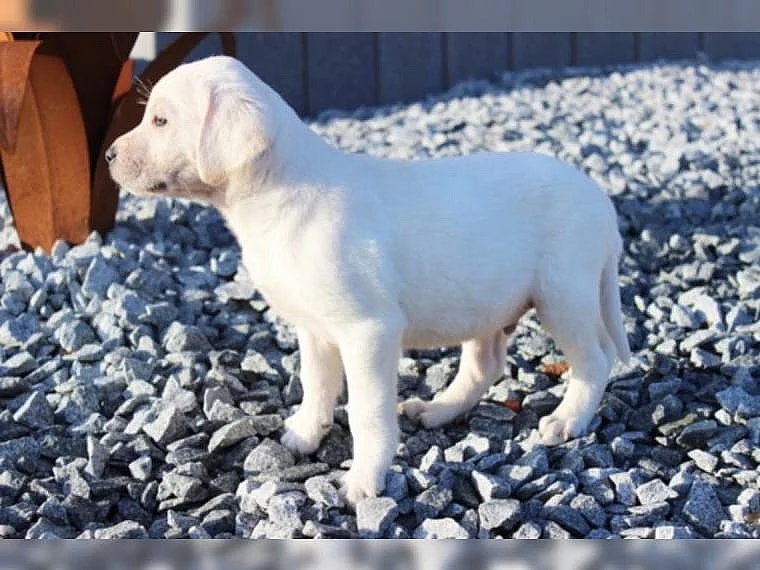 Labradorský retriever