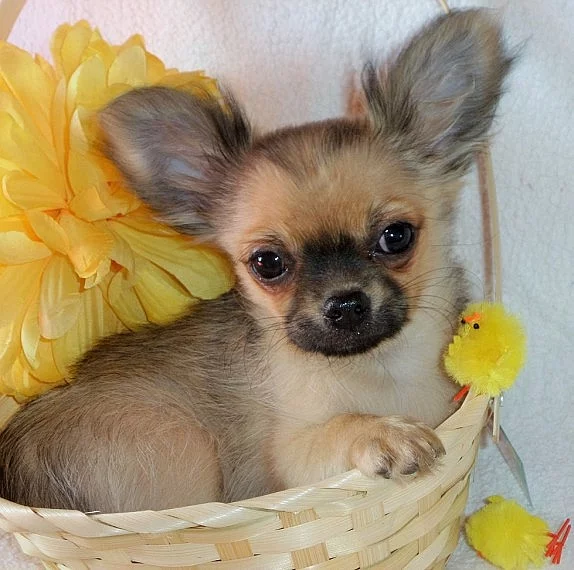 Stunning Kc Registered Chihuahua Boy