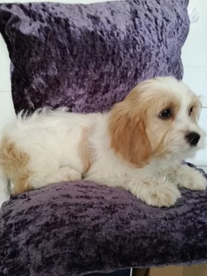 Cavapoos od zdravotně testovaného rodiče