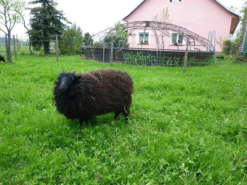 mini ovečka