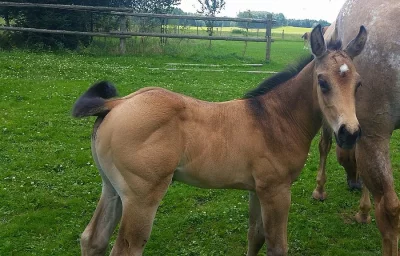 Appaloosa Hrebecek pro sport a hobby