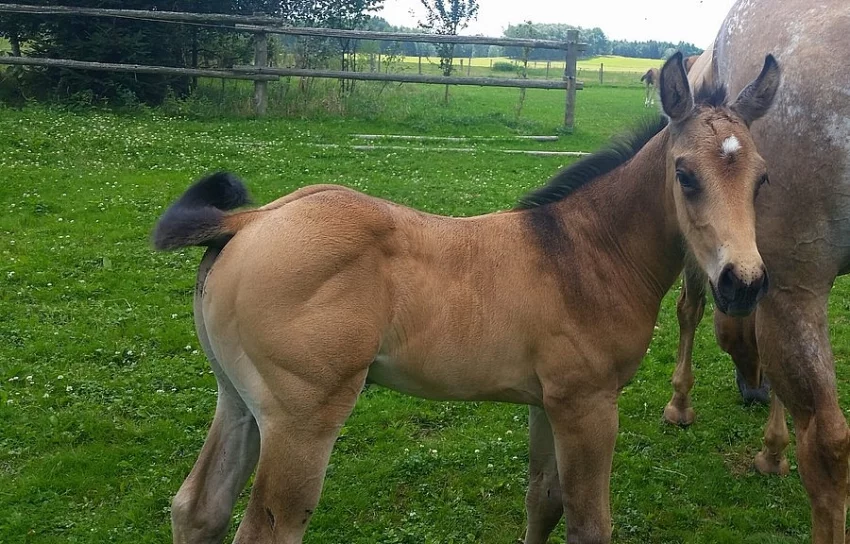 Appaloosa Hrebecek pro sport a hobby