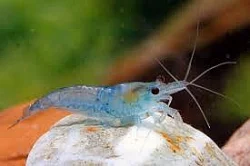 krevetky neocaridina modrá perla a red cherry Rudná u Prahy