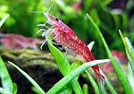 krevetky neocaridina modrá perla a red cherry Rudná u Prahy