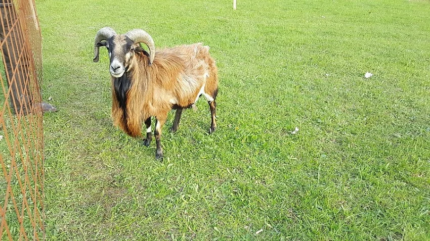 Kamerunský beran