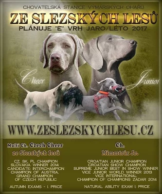 Výmarský ohař krátkosrstý - štěňata