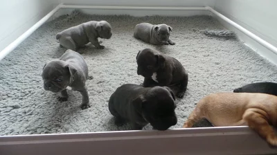 Krásná trojitá lila čokoládová čokoláda byla všechna štěňata