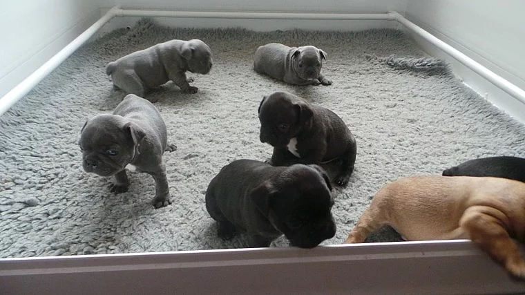Krásná trojitá lila čokoládová čokoláda byla všechna štěňata