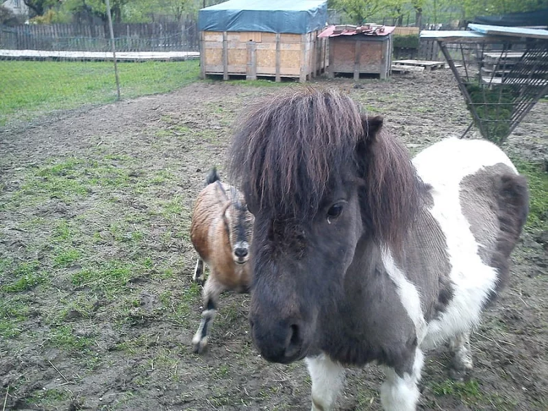Prodám pony