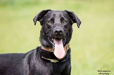 Black - kříženec labradora