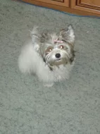 Prodáme dva roztomilé pejsky