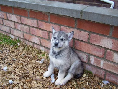 Prodám štěně sibiřského husky, bez PP,