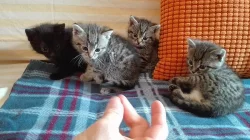 Daruji krásná koťátka