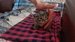 Daruji krásná koťátka