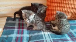 Daruji krásná koťátka