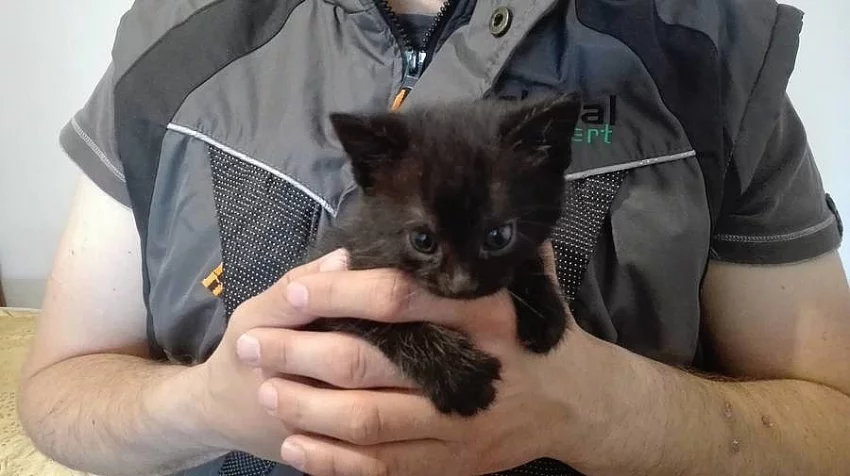 Daruji krásná koťátka