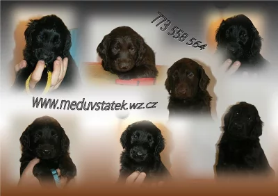 Flat Coated Retriever s PP