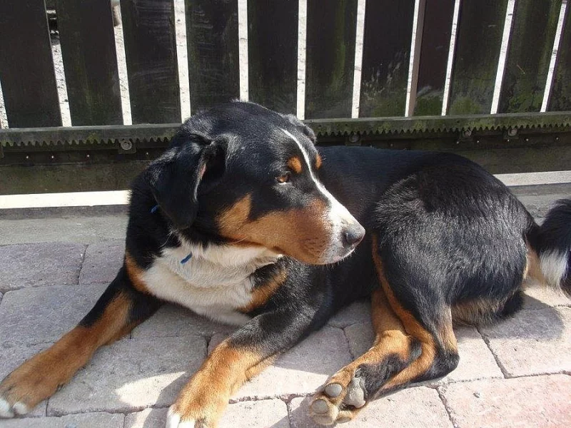 Daruji 2,5 letého pejska