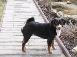 Daruji 2,5 letého pejska