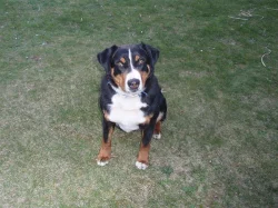 Daruji 2,5 letého pejska