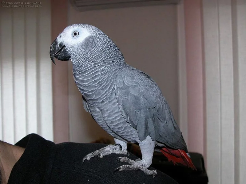 africké  papoušci na prodej..