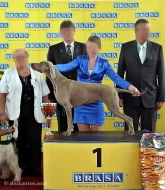 Výmarský ohař krátkosrstý s PP