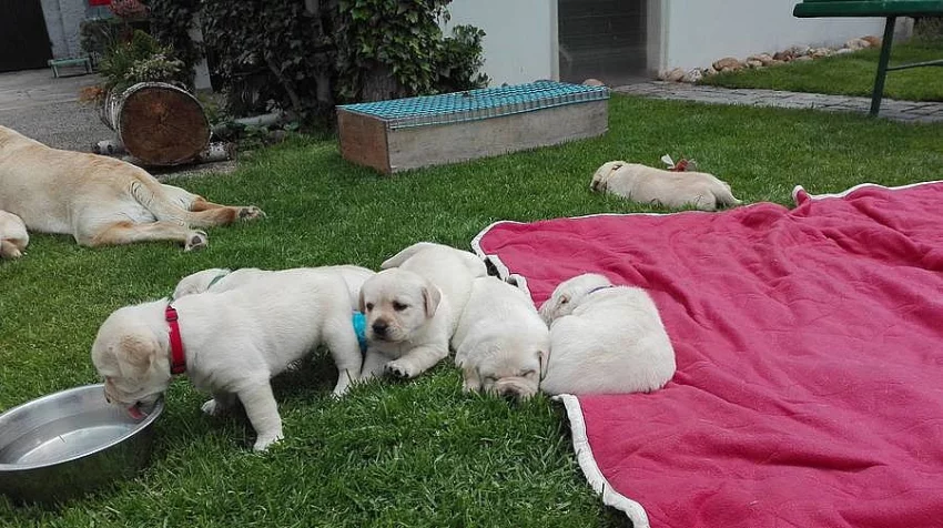 Labradorský retrívr - štěnátka