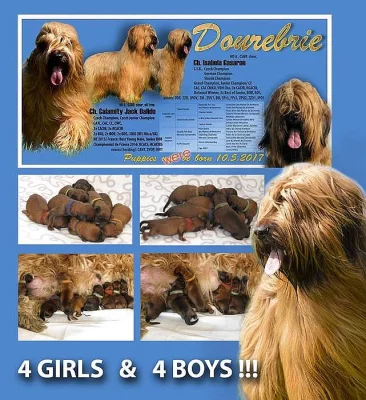 Briard