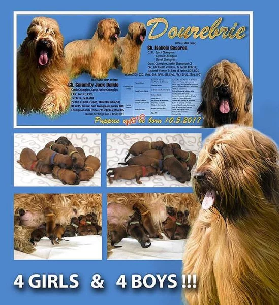 Briard