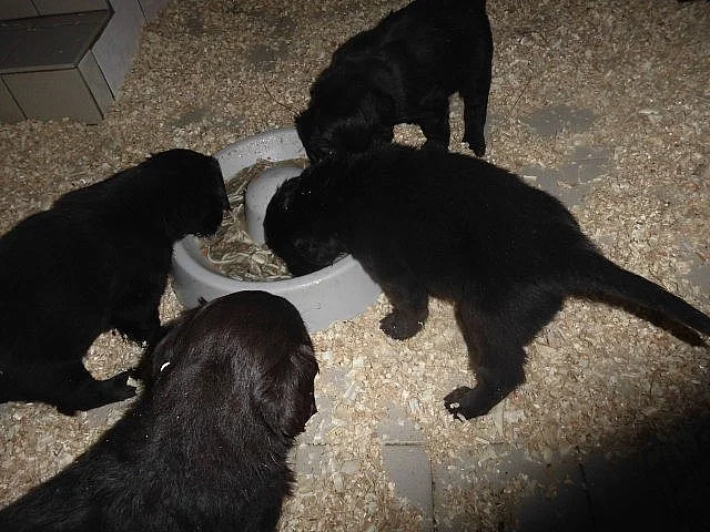 Flat Coated Retriever