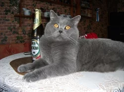krycí kocour