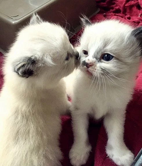 Ragdoll kotata bez PP,