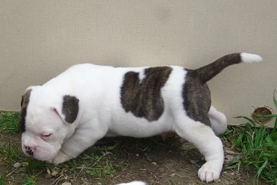 Buldok- Ollde Bulldogge