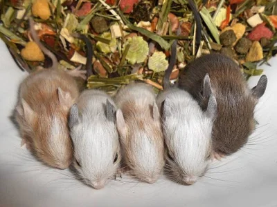 Vzácně zbarvený osmák degu z CHS