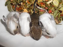 Vzácně zbarvený osmák degu z CHS