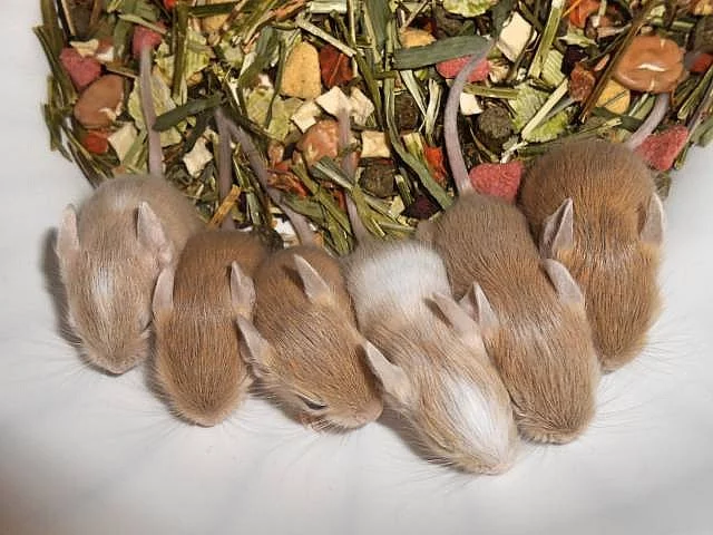 Vzácně zbarvený osmák degu z CHS