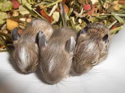 Vzácně zbarvený osmák degu z CHS